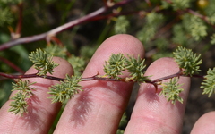 Asparagus rubicundus