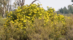 Osteospermum moniliferum
