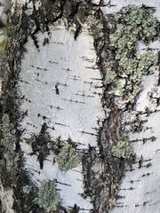 Flavopunctelia soredica