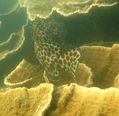 Epinephelus quoyanus