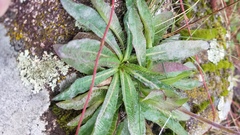 Pilosella piloselloides