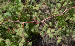 Asparagus rubicundus