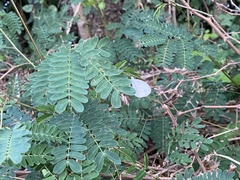Leptosia nina