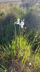 Moraea fugax