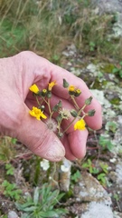 Pilosella piloselloides