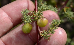 Asparagus rubicundus