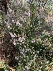 Leucopogon australis