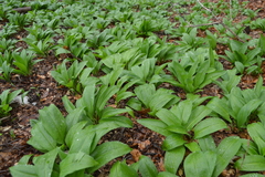 Allium ursinum
