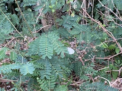 Leptosia nina