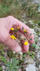 Pilosella piloselloides