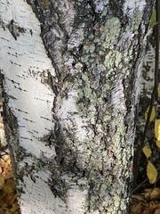 Flavopunctelia soredica