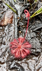 Drosera spatulata