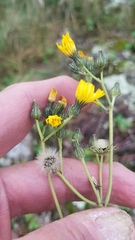 Pilosella piloselloides