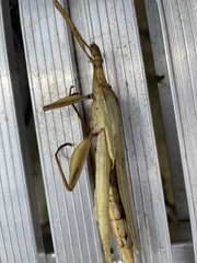 Tropidoderus childrenii