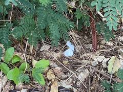 Leptosia nina