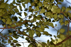 Nothofagus cunninghamii