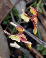 Chiloglottis trapeziformis