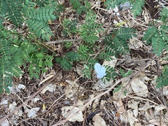 Leptosia nina