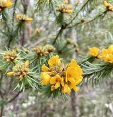 Pultenaea stipularis