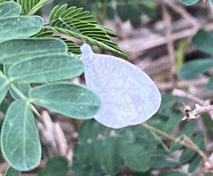 Leptosia nina