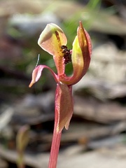 Chiloglottis trapeziformis