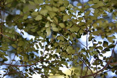 Nothofagus cunninghamii