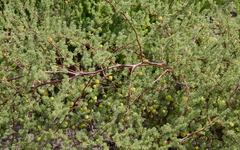 Asparagus rubicundus