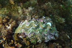 Tridacna noae