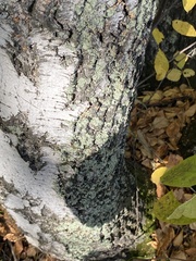 Flavopunctelia soredica