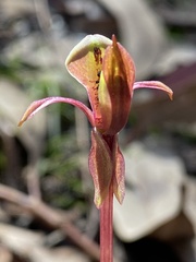 Chiloglottis trapeziformis