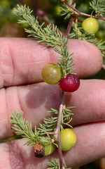 Asparagus rubicundus