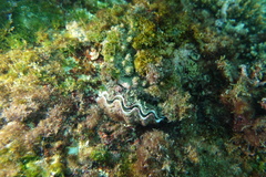 Tridacna