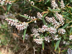 Leucopogon australis