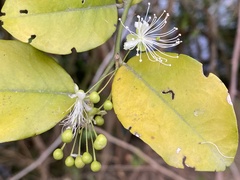 Capparis