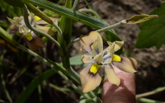 Moraea vegeta