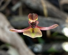 Chiloglottis trapeziformis