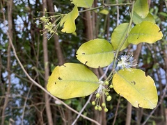 Capparis