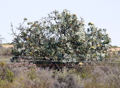 Protea nitida