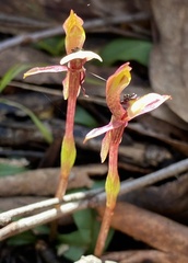 Chiloglottis trapeziformis