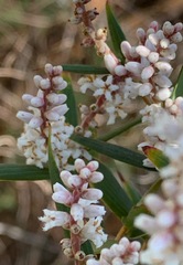Leucopogon australis
