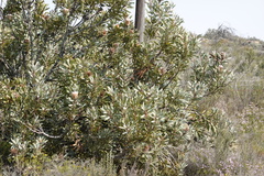 Protea laurifolia