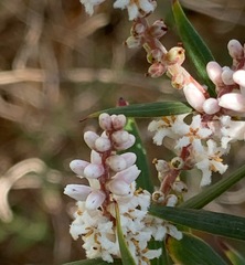 Leucopogon australis
