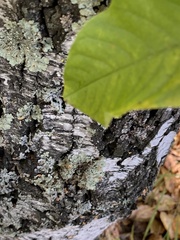 Flavopunctelia soredica