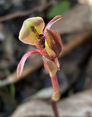 Chiloglottis trapeziformis