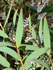 Leucopogon australis