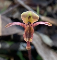 Chiloglottis trapeziformis
