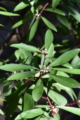 Tasmannia lanceolata