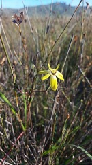 Moraea bituminosa