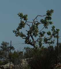 Protea nitida