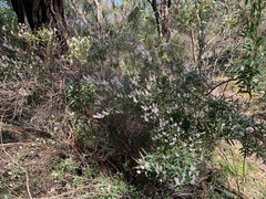 Leucopogon australis